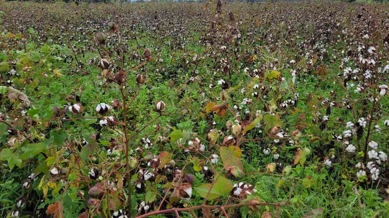 దూది రైతులు దిగులు