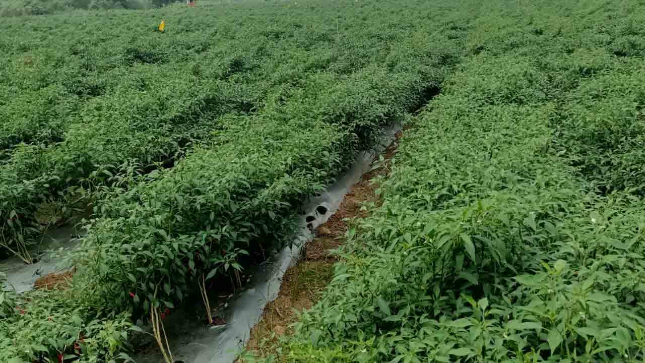 మల్చింగ్‌ మస్త్‌