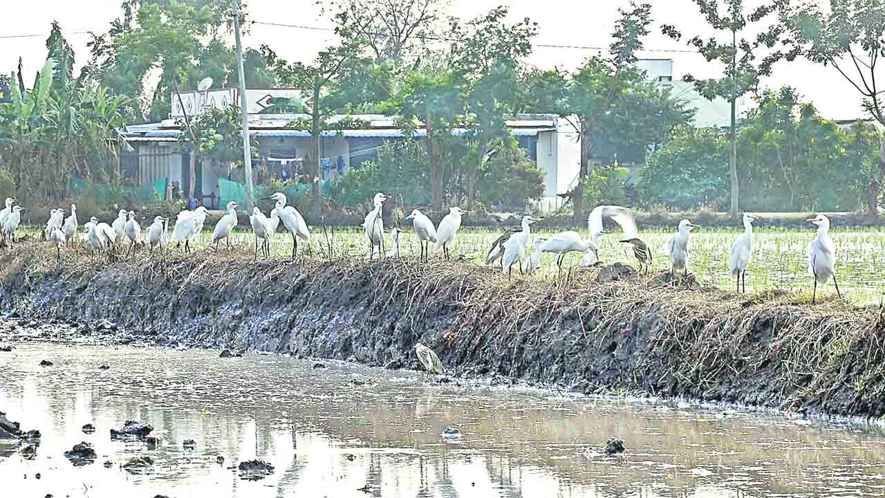 రైతుల ఆరాటం.. కొంగల పోరాటం