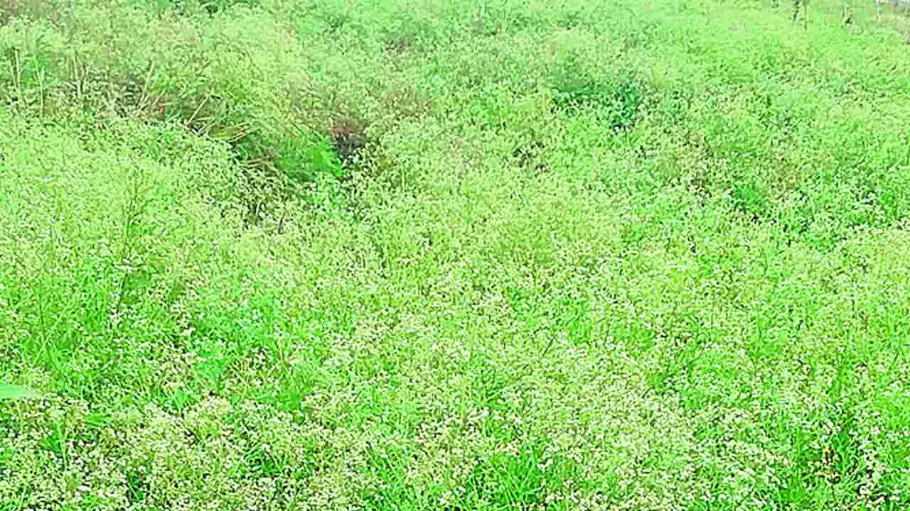 వామ్మో.. వయ్యారిభామ!