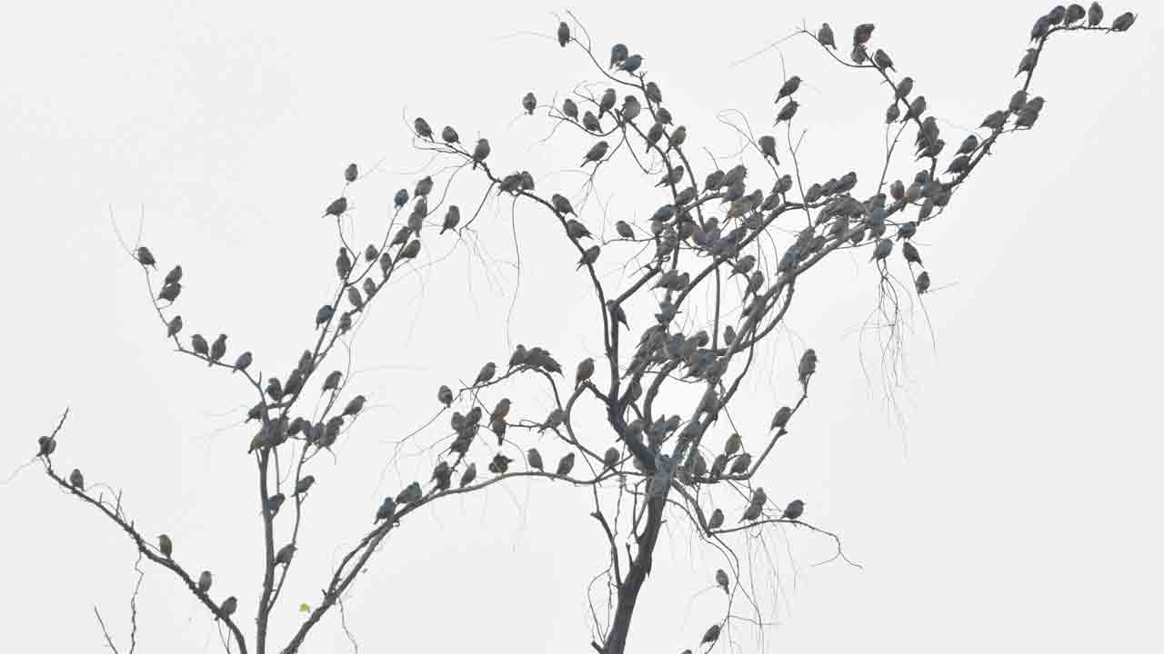 పిట్టల చెట్టు