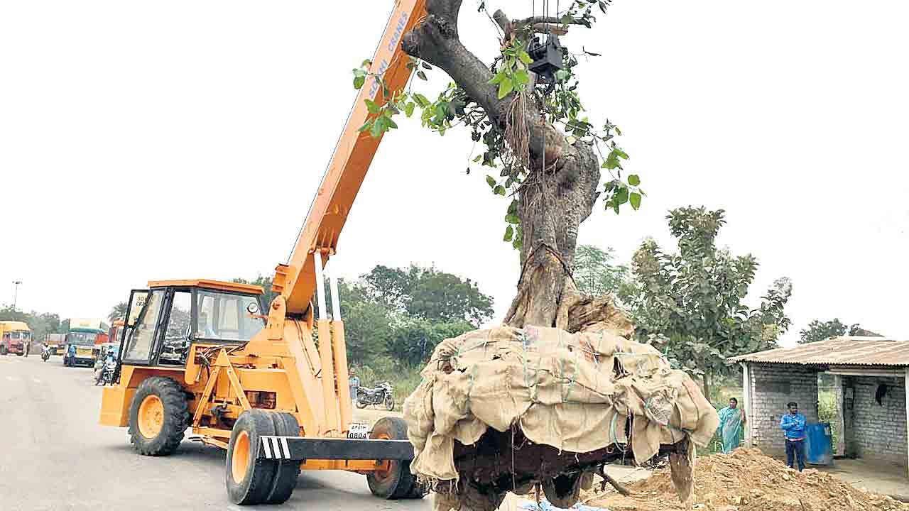 ట్రాన్స్‌లొకేషన్‌.. చెట్లకు పునర్జీవం