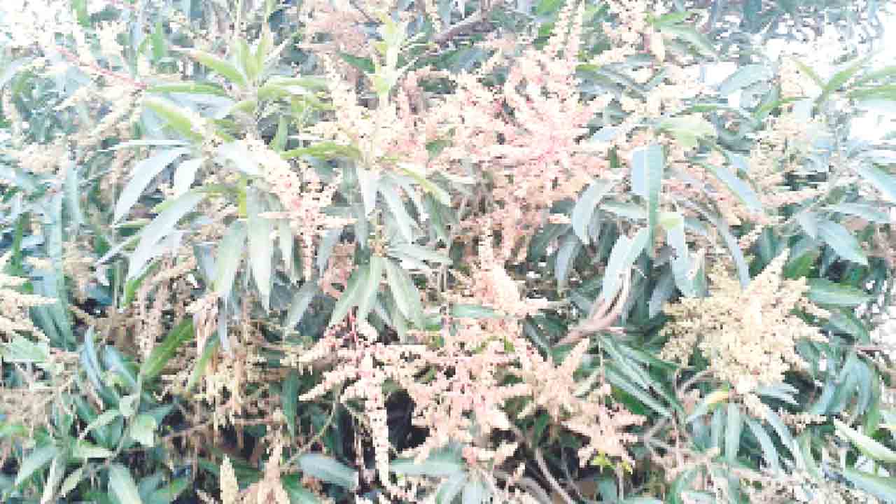 సస్యరక్షణతోనే దిగుబడులు