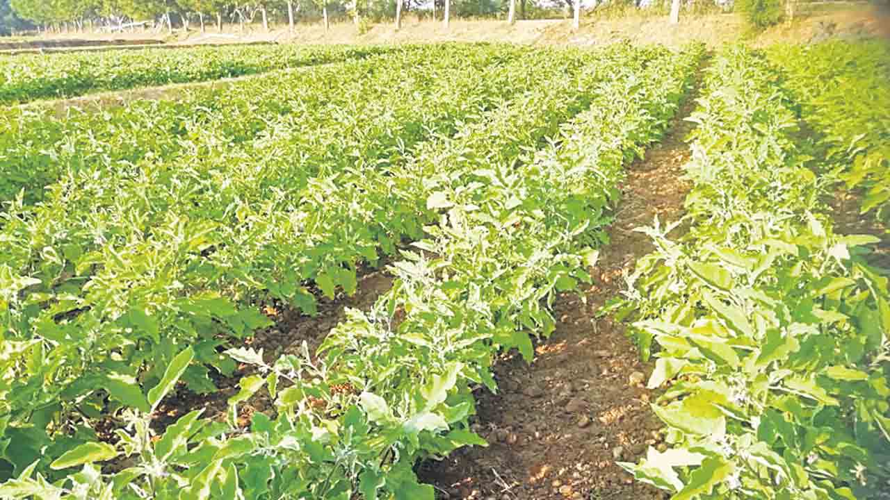 ‘ఆరుతడి’లాభాల ఒడి..!