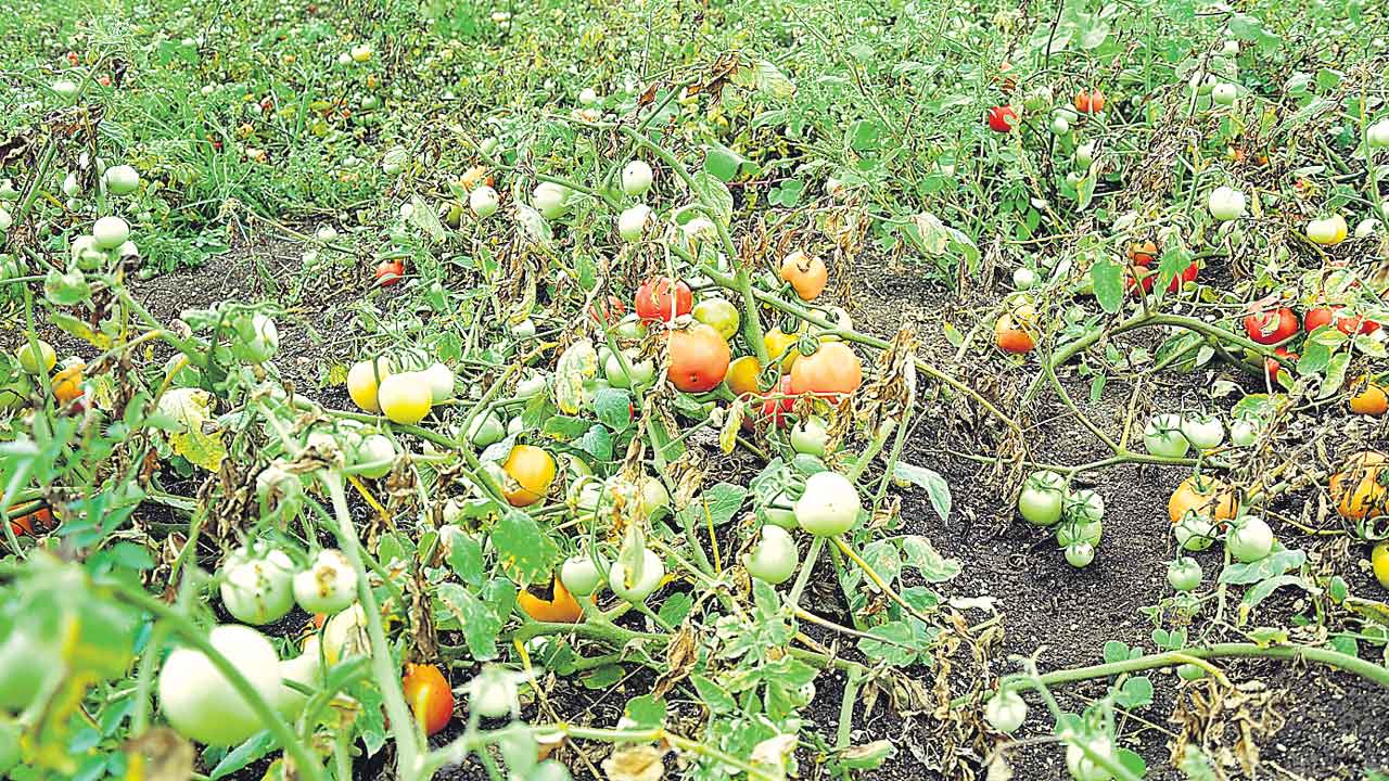 యాసంగికి సిద్ధం