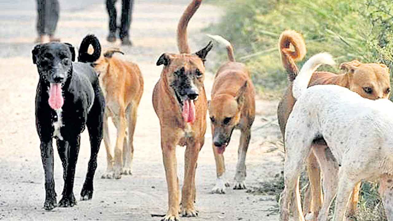 వణికిస్తున్న రేబిస్‌ ముప్పు!