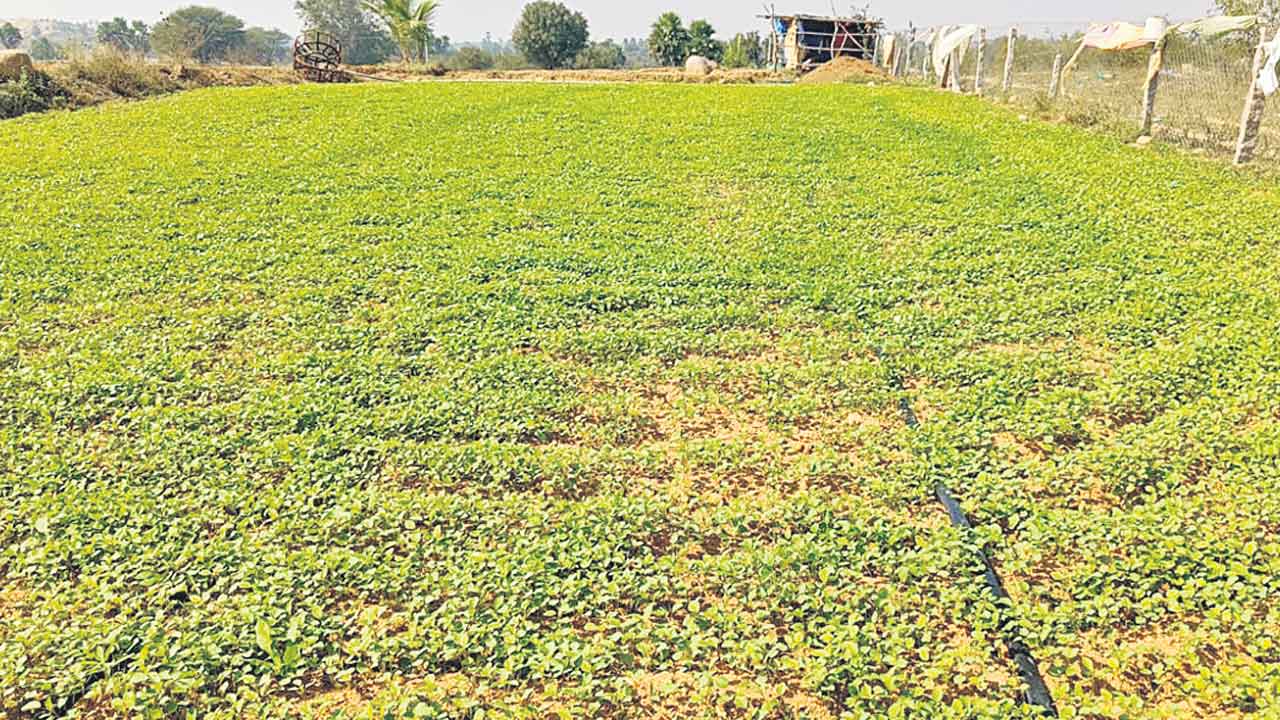 పెట్టుబడి స్వల్పం..రాబడి అధికం