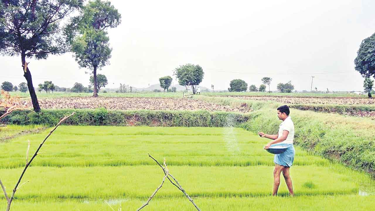 జాగ్రత్తలు పాటిస్తే ఆరోగ్యవంతమైన పంట