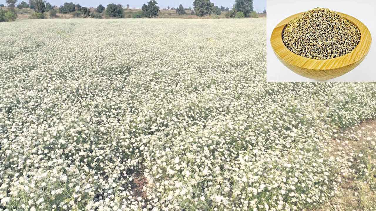 వాము సాగు లాభాలు భాగు