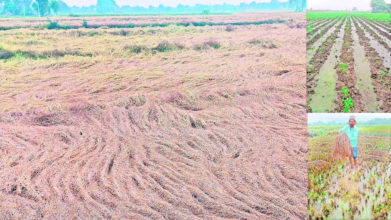 ఆరుగాలం కష్టం వర్షార్పణం