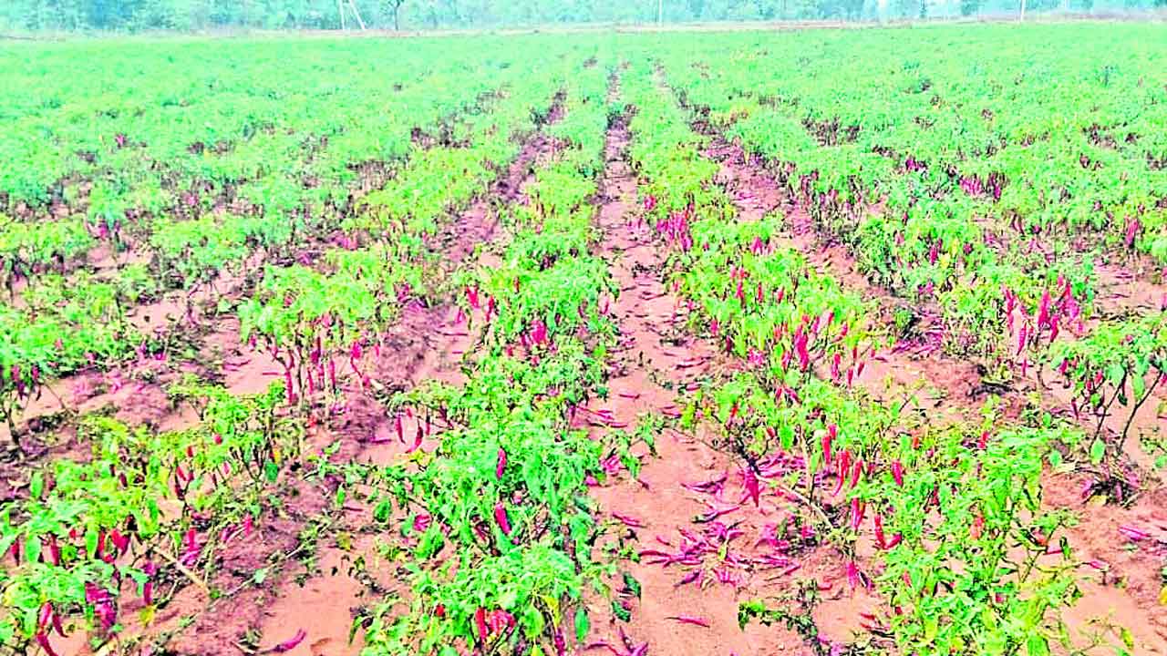 ముంచిన మిగ్‌జాం