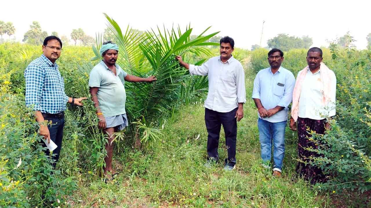 సమీకృత వ్యవసాయానికి పామాయిల్‌ తోటలు ఉపయోగకరం