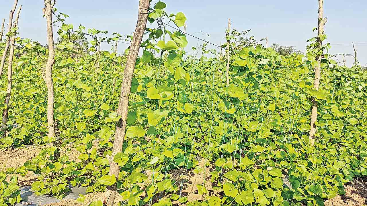 సేంద్రియ సాగు లాభాలు బాగు