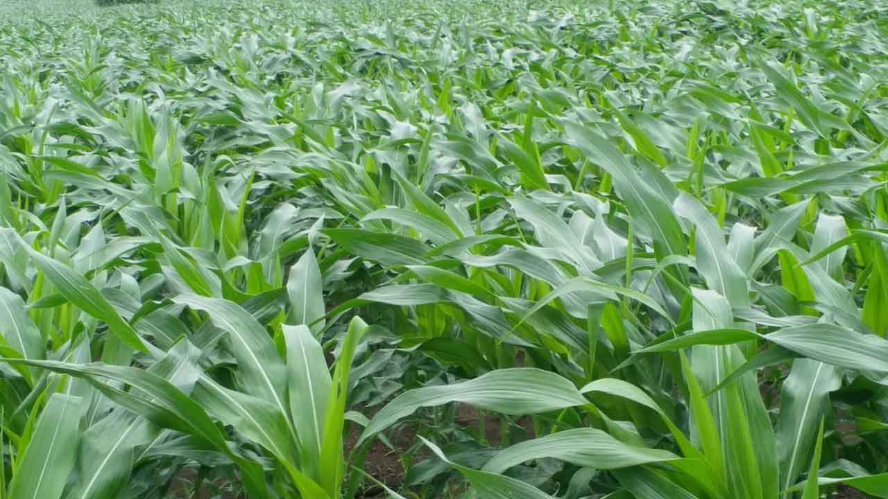 మక్కపైనే మక్కువ..