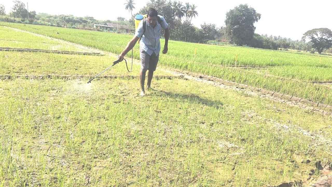 వరిలో కలుపు నలిపితేనే గెలుపు