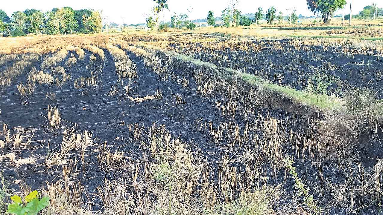 వరి కొయ్యలను కాల్చోద్దు