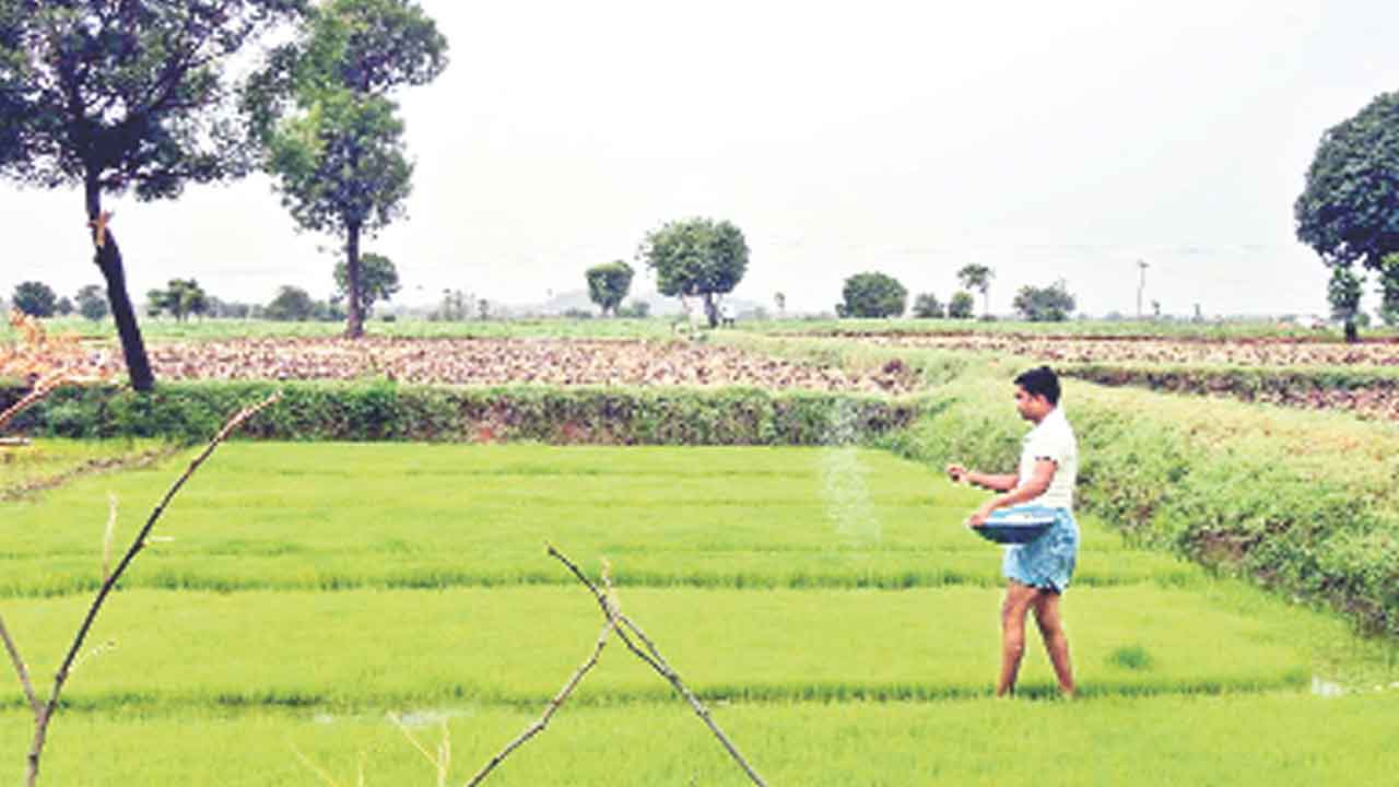 వరినారు..సస్యరక్షణ చర్యలు