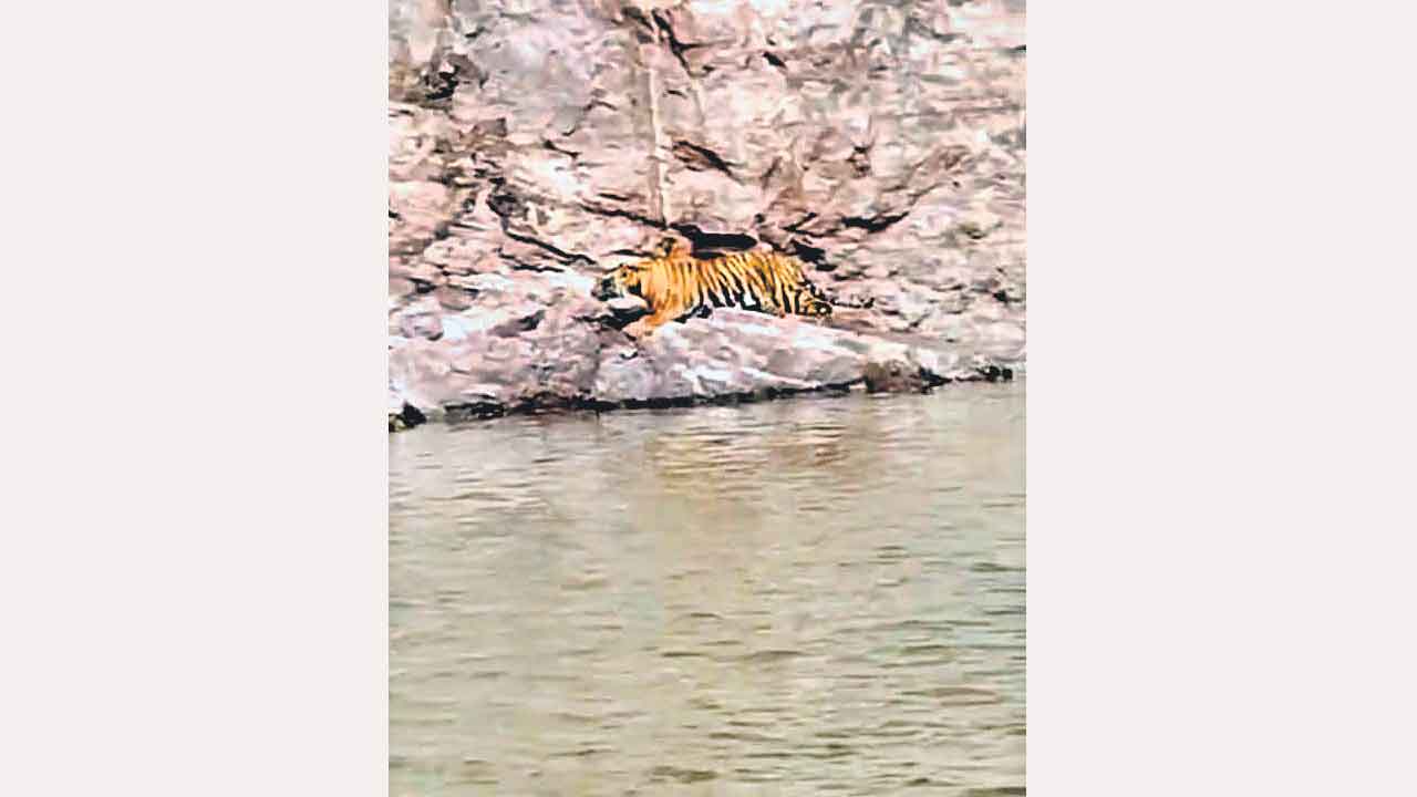 పెద్దపులి సంచారం