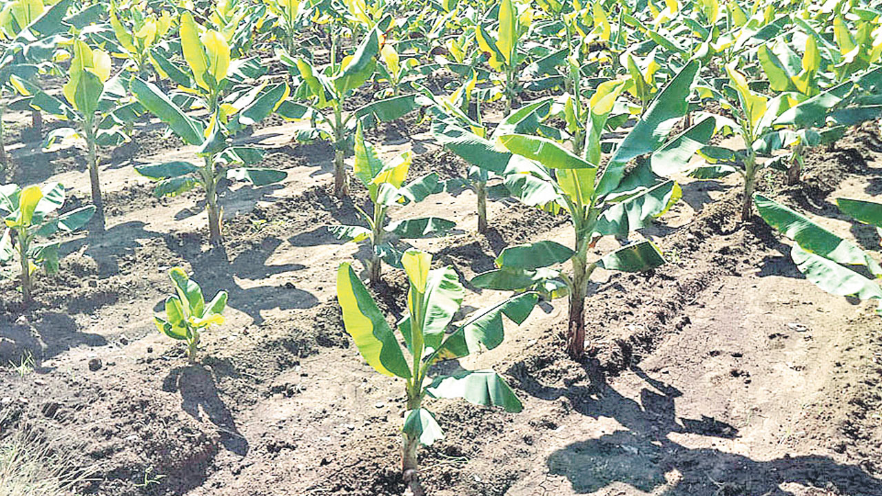 ఉద్యాన వనాలకు ప్రోత్సాహం