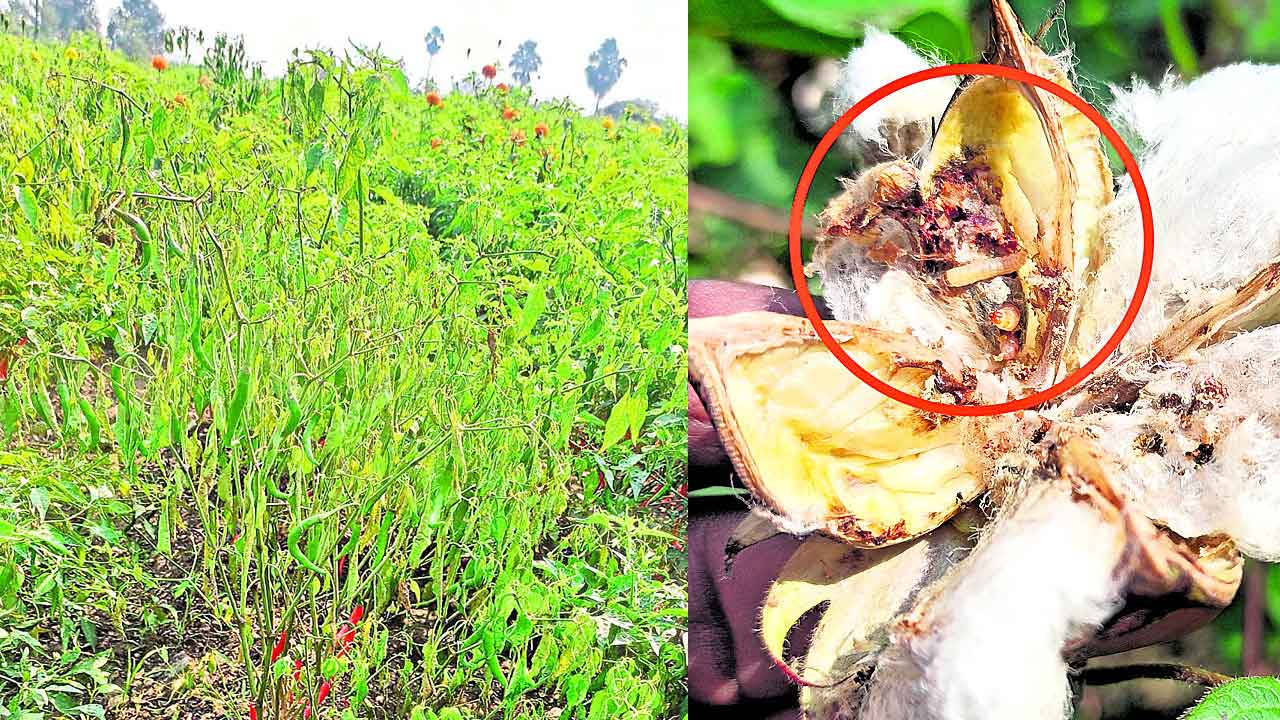 పంటలకు ఆపద