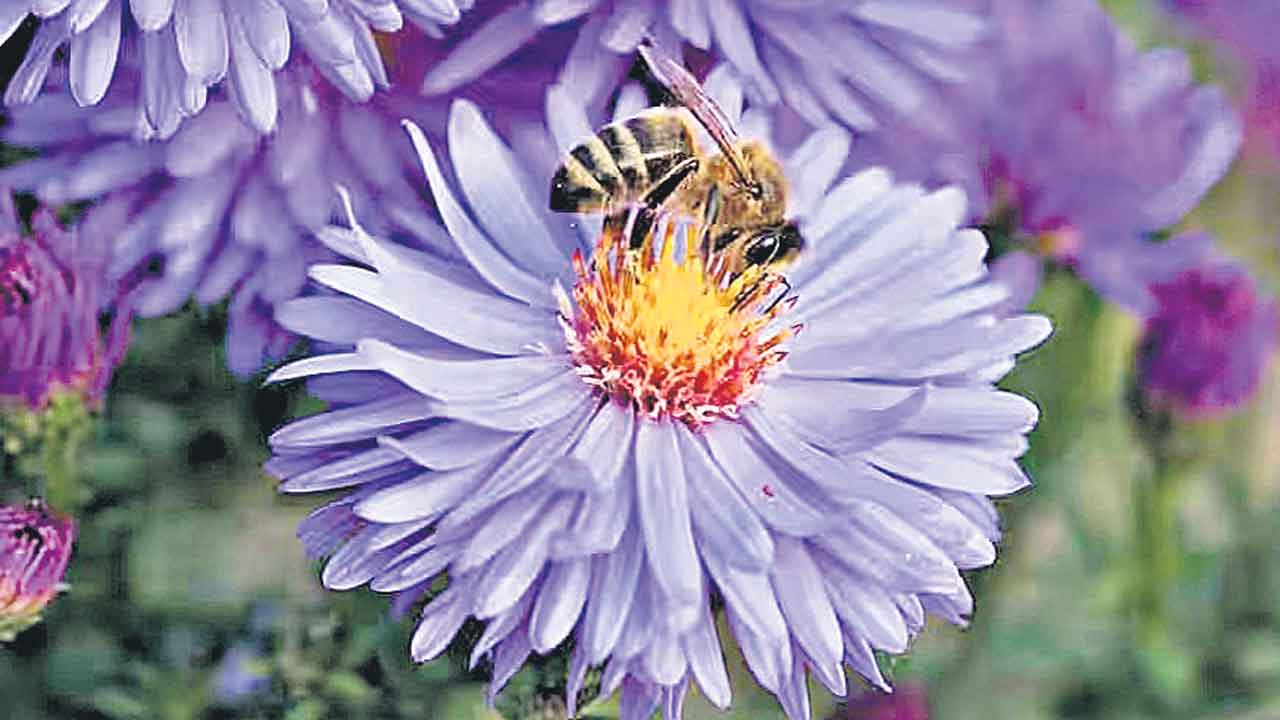 Pollination | మొక్కలు, పువ్వుల్లో తగ్గిపోతున్న పరపరాగ సంపర్కం