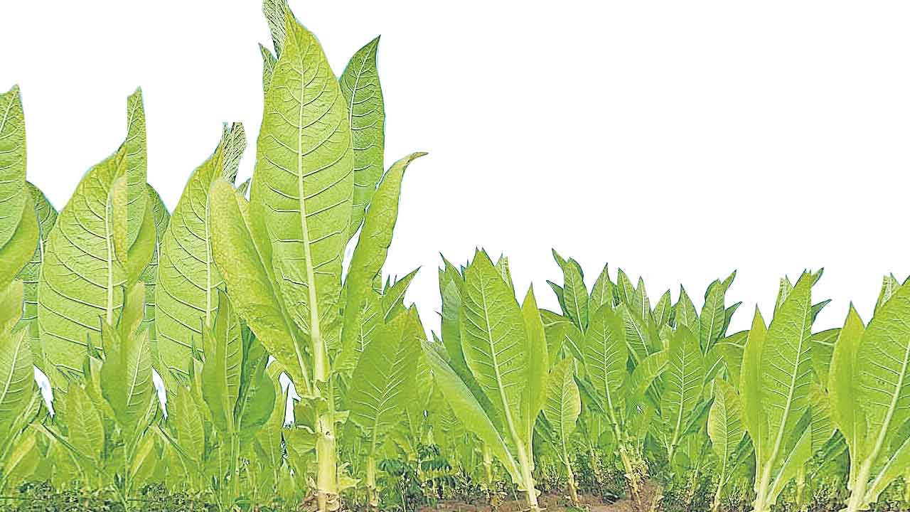 పొగాకు సాగుబాగు