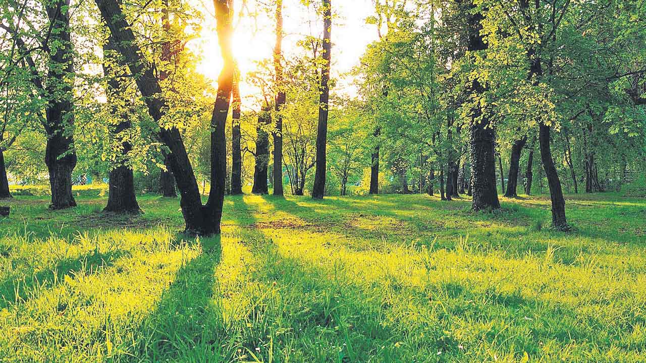 పచ్చదనంతో యవ్వనం!