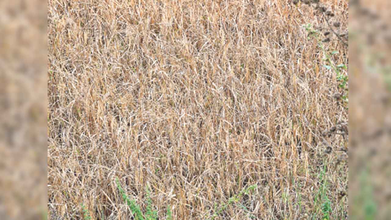 ముంచిన తెగుళ్లు