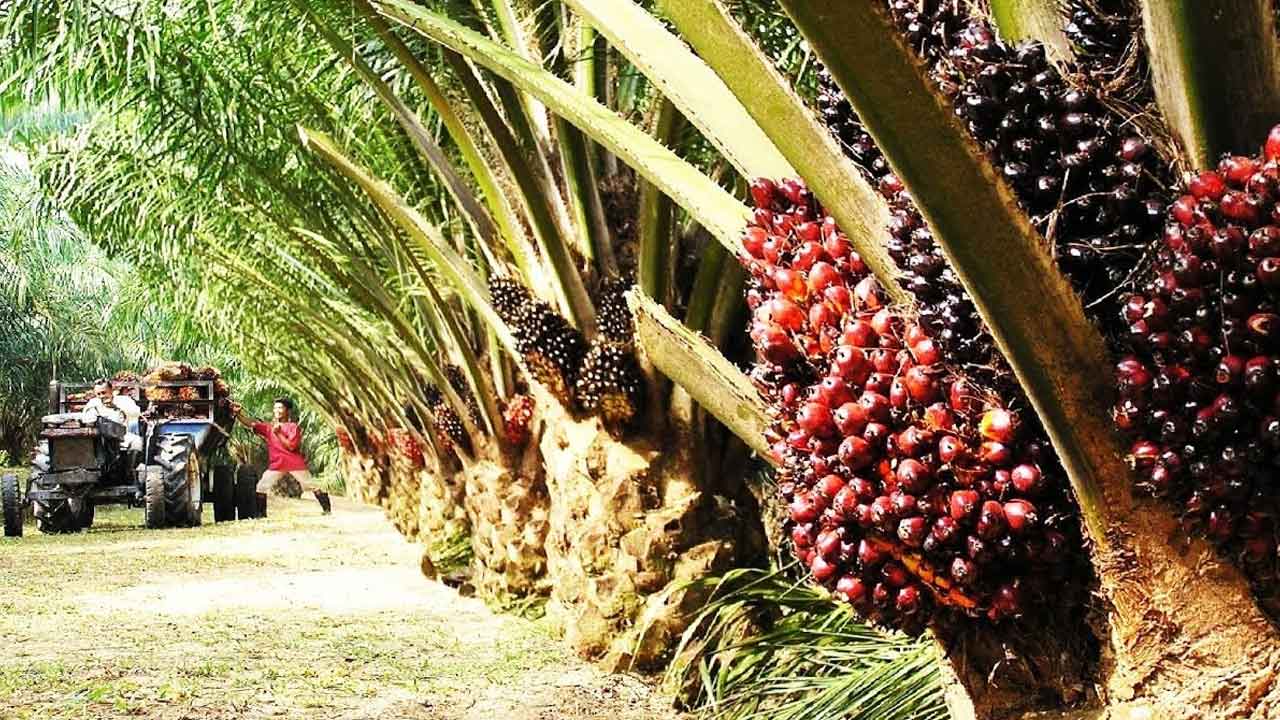 ఆయిల్‌ పామ్‌ సాగు భేష్‌