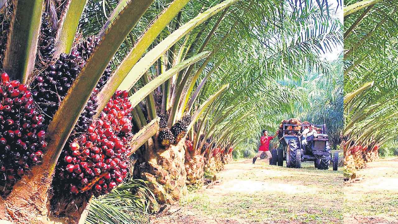 ఆయిల్‌ పామ్‌ సేద్యం.. ఆదాయం ఘనం
