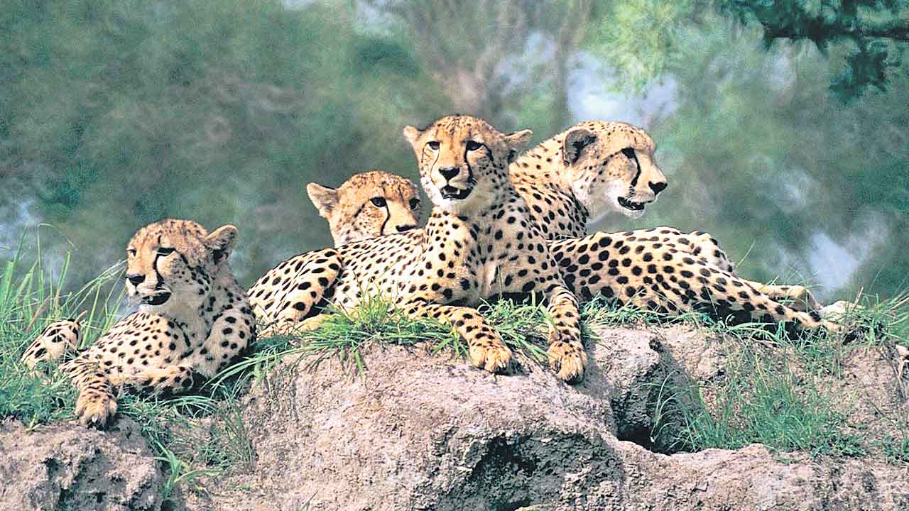 వన్యప్రాణులకు రక్షణ కరువు..  వాహనాల కింద నలిగిపోతున్న చిరుతలు