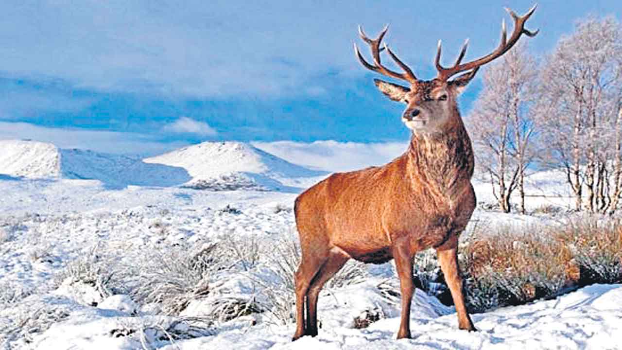 Red stag | అంతరించిపోతున్న కశ్మీర్‌ జింకలు.. సంతానోత్పత్తిని పెంచేందుకు సీసీఎంబీ అధ్యయనం