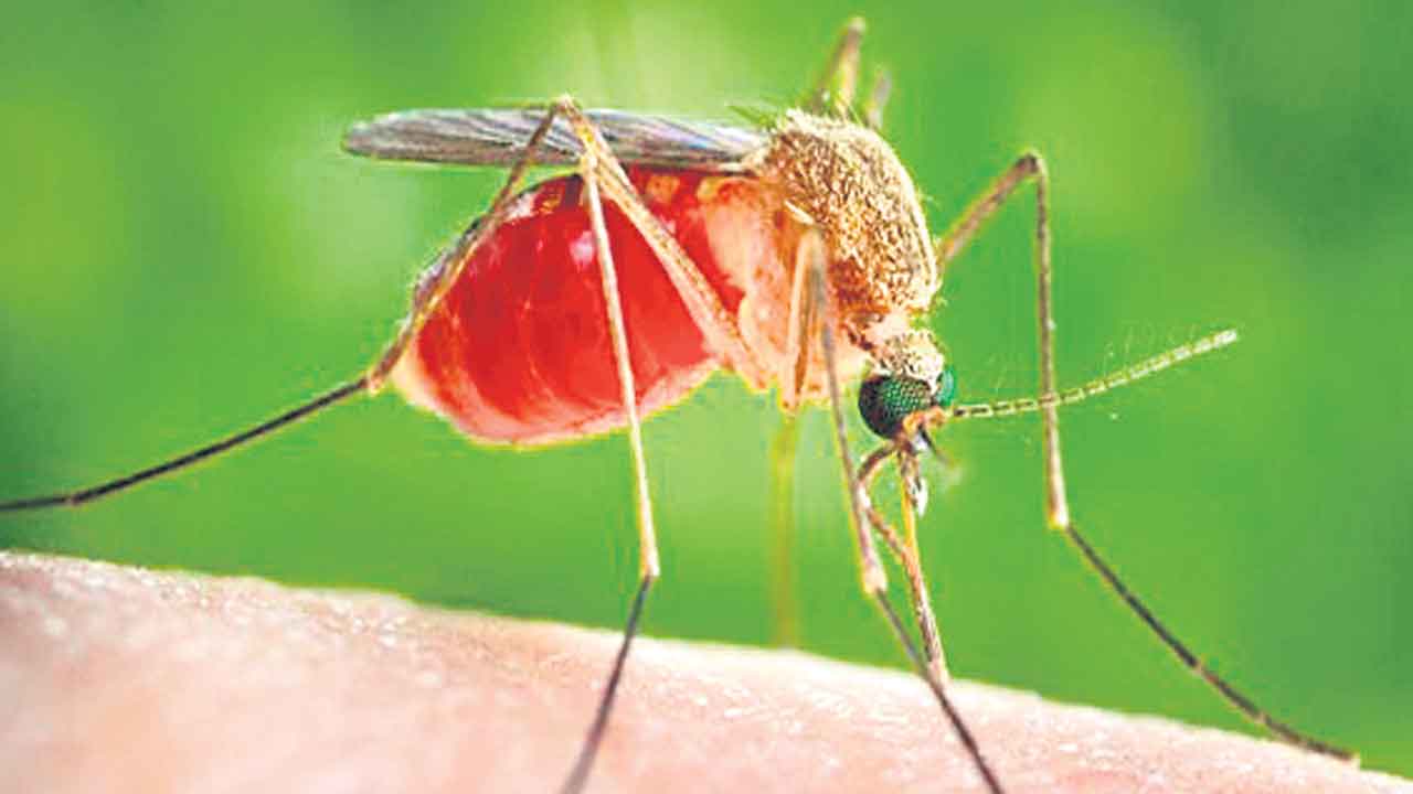 Mosquitoes | వాతావరణ మార్పులతో దోమలు రెట్టింపు.. వర్జీనియా వర్సిటీ శాస్త్రవేత్తల అధ్యయనం