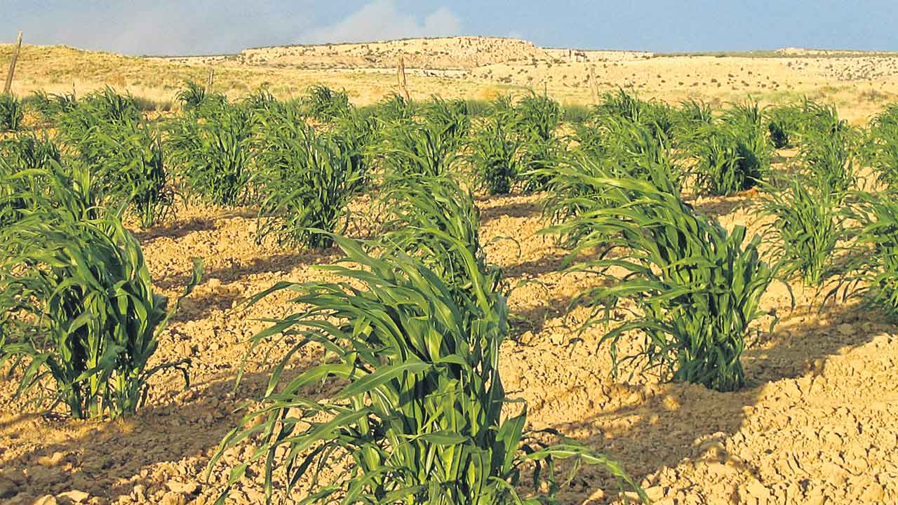 Barren lands | బంజరు భూముల్లోనూ బంగారు పంటలు.. ఇలా చేస్తే సాధ్యమే?