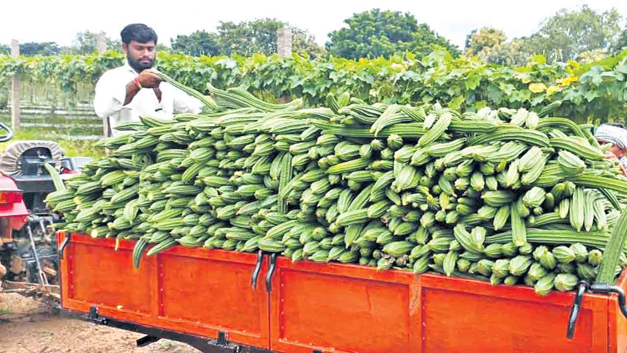 బీర సాగు..ఆదాయం బాగు.. ఖర్చు రూ.లక్షన్నర.. రాబడి రూ.4 లక్షలు