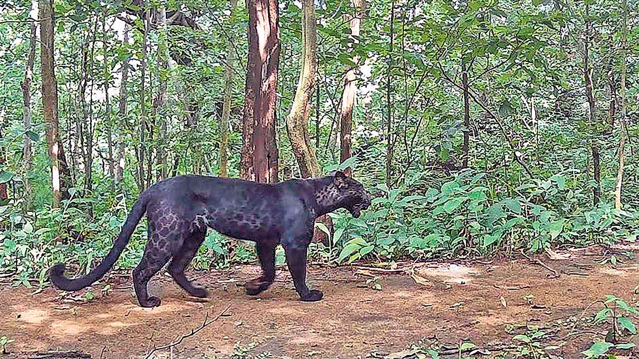 ఒడిశాలో అరుదైన నల్ల చిరుతలు గుర్తింపు