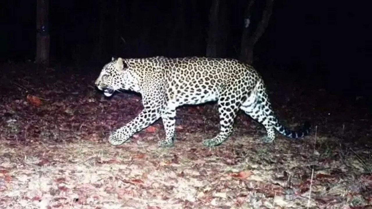 Srisailam | శ్రీశైలంలో మళ్లీ చిరుత కలకలం..!