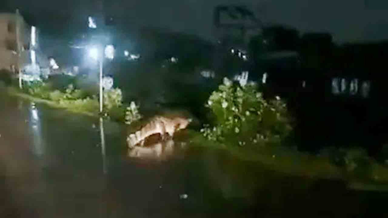 Cyclone Michaung | చెన్నై రోడ్లపై మొసలి ప్రత్యక్షం.. వీడియో వైరల్‌