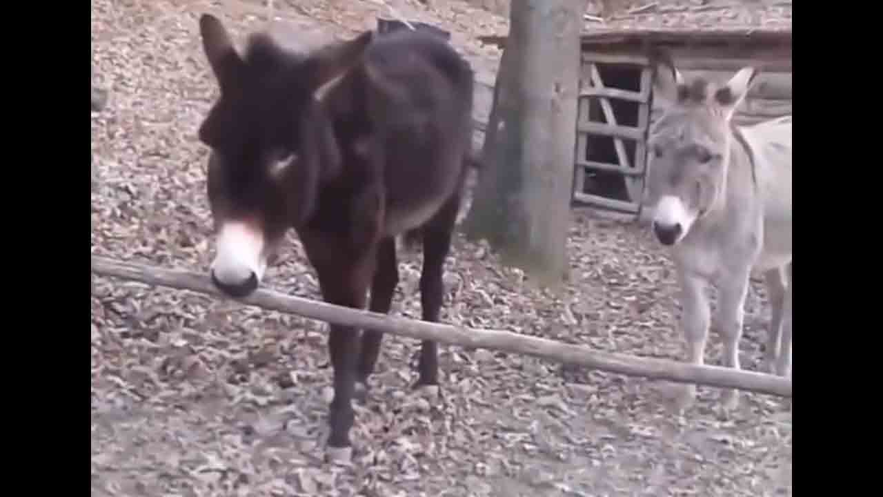 Clever donkey | ఆ గాడిద తెలివితేటలకు నెటిజన్‌లు ఫిదా.. ఇంతకూ ఏం చేసిందంటే..!