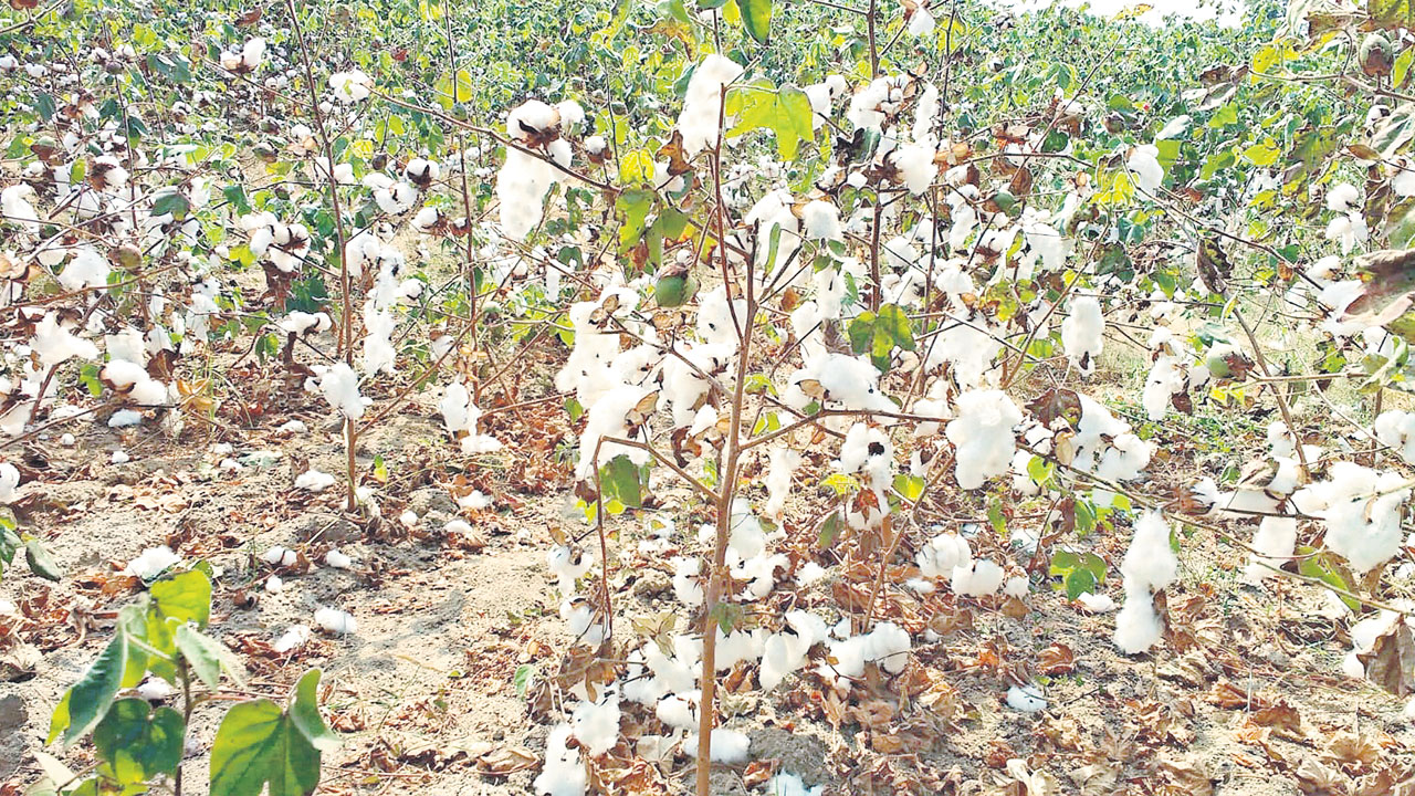 దూది రైతు దుఃఖం