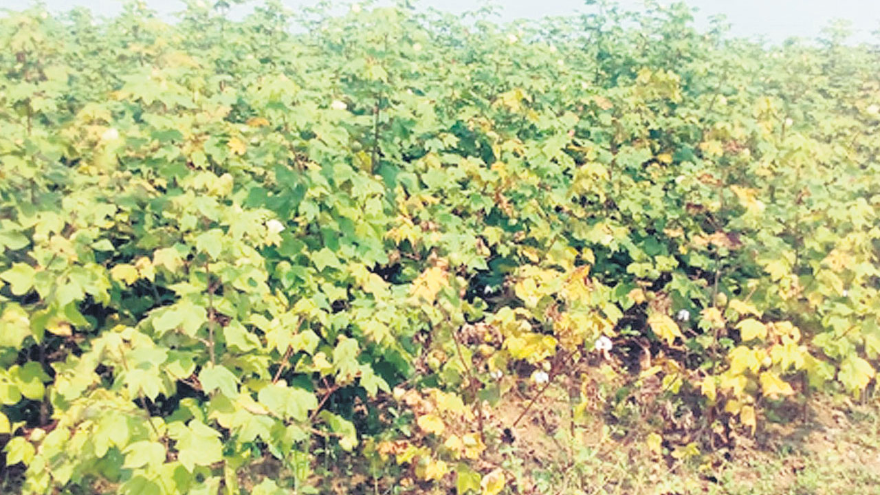 తెల్లబంగారానికి తెగులు