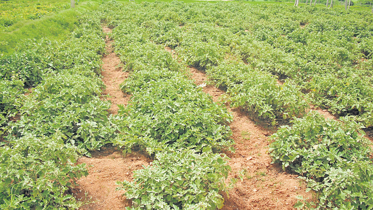 యాసంగిలో.. ఆరుతడి పంటలే మేలు