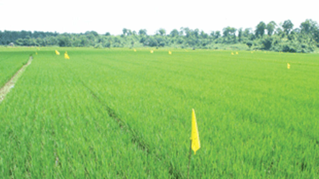 Cultivation Of Rice