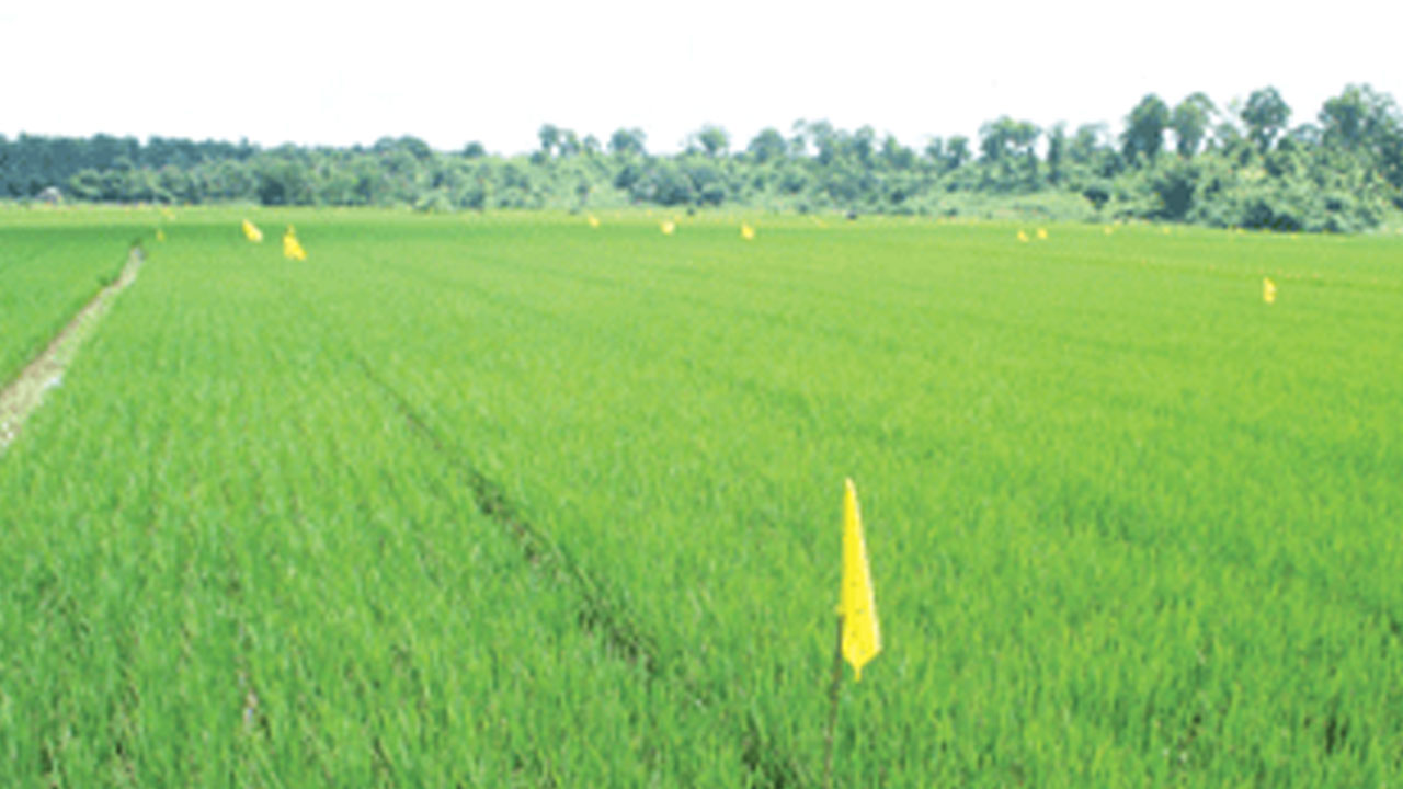 Agriculture | పంట క్షేత్రాలే ప్రయోగశాలలు.. రైతులకు మేలు చేసేందుకు వ్యవసాయ శాఖ కసరత్తు