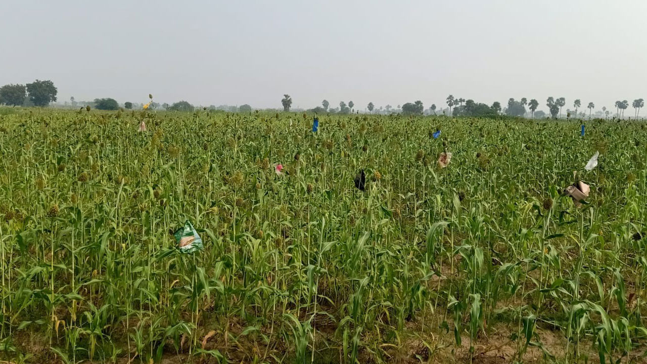 ఆయకట్టులో మెట్ట పంటలు