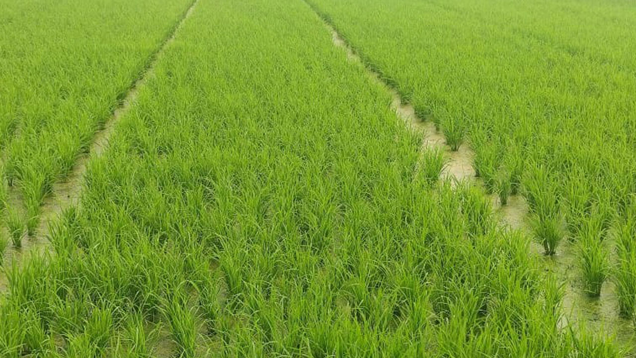 పంట దిగుబడిలో మొలక శాతం కీలకం