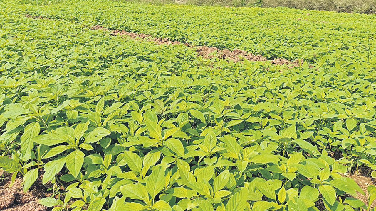 ఆరుతడిలో ఆదర్శం..