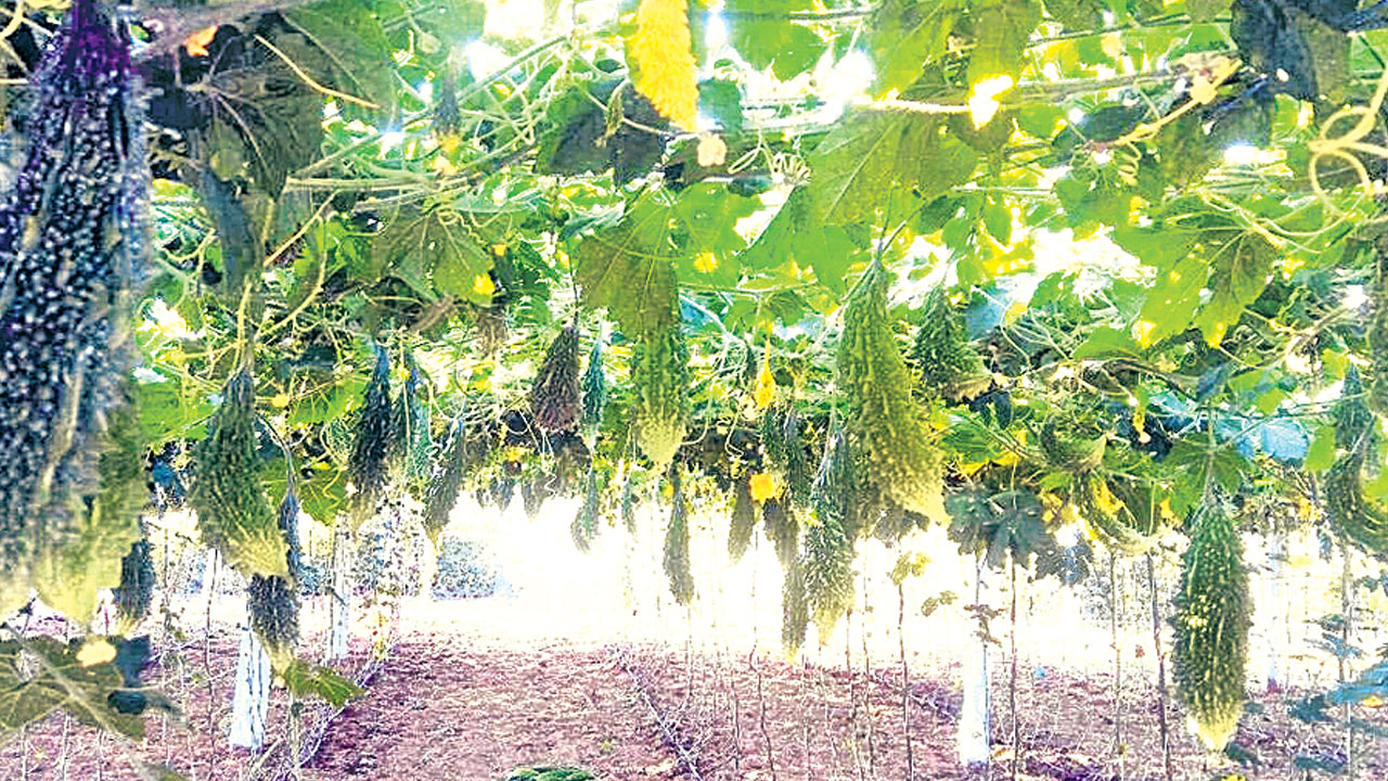 Pandiri Sagu | తక్కువ పెట్టుబడితో భారీ లాభాలు.. రైతులకు ఇదే సరైన టైం అంటున్న శాస్త్రవేత్తలు