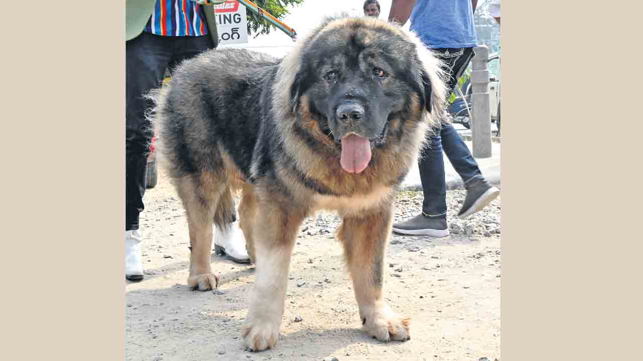 Viral News | ఈ శునకం ధర 20 కోట్లు.. దీనికి ఏసీ కంపల్సరీ ఉండాల్సిందే.!!