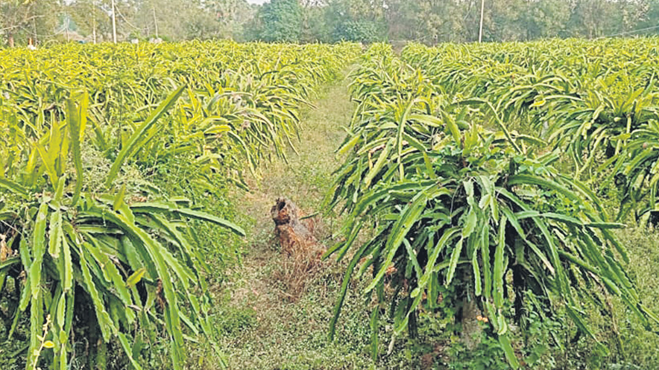 తెలంగాణ గడ్డపై డ్రాగన్‌ ఫ్రూట్‌..